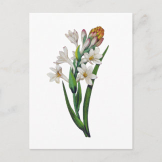 Tuberosa von Pierre Joseph Redoute Postkarte