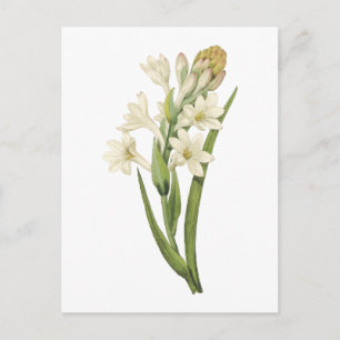 tuberose(Tuberosa sp.) von Redouté Postkarte