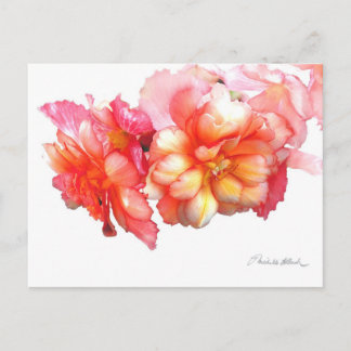 Tuberous Begonia No. 1 Postkarte