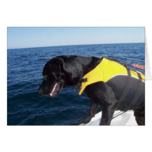 Tucker an den Arbeits-Erhaltungs-Hunden Labrador