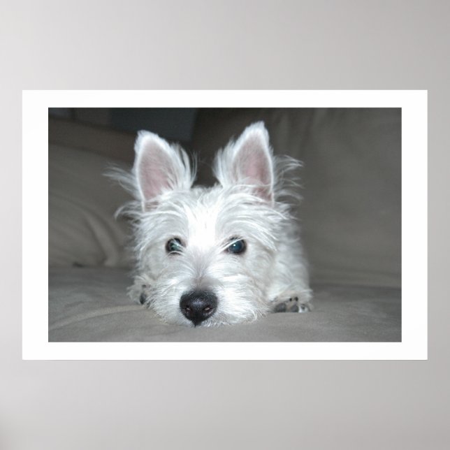 Tucker Poster (Vorne)