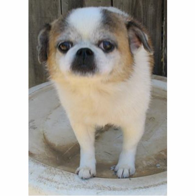 Tuckern-Hund Freistehende Fotoskulptur (Vorne)