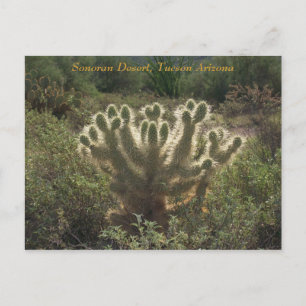 Tucson Arizona Postkarte
