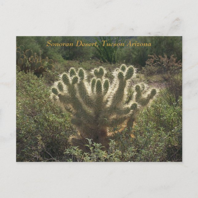 Tucson Arizona Postkarte (Vorderseite)