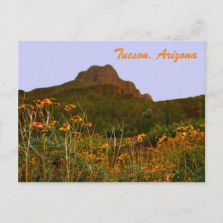 Tucson Mountain und Wildblumen bei Sunset Postkarte