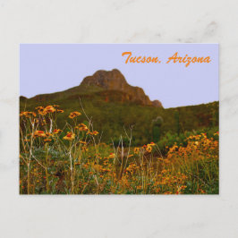 Tucson Mountain und Wildblumen bei Sunset Postkarte