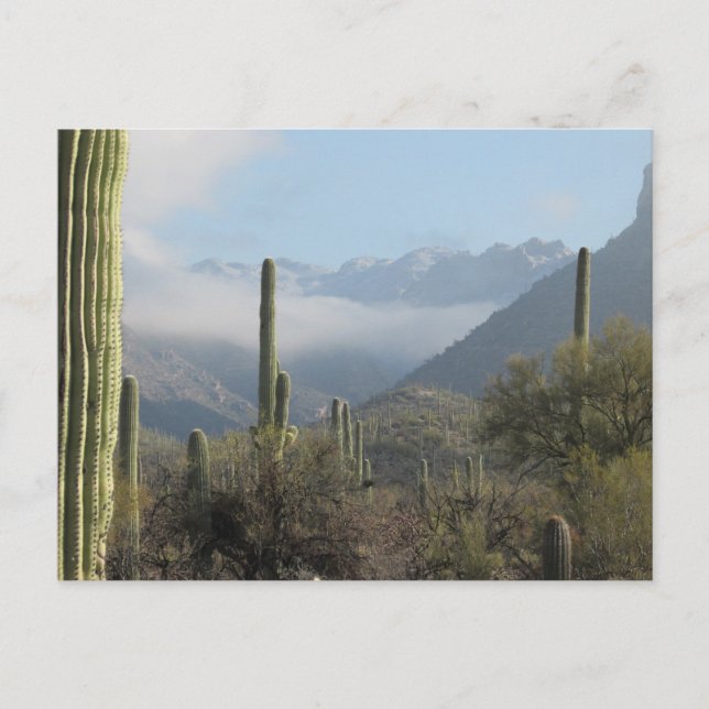 Tucson Wüste Postkarte (Vorderseite)