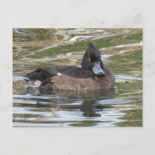 Tufed Duck DIY Postcard Postkarte