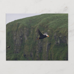 Tufin auf Aiktak Island Postkarte