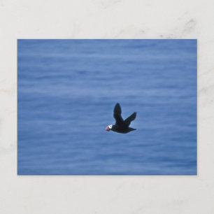 Tufin im Flug Postkarte