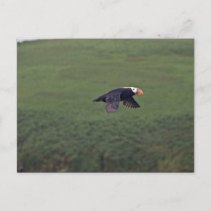 Tufin in flight, Aiktak Island, Alaska Postkarte
