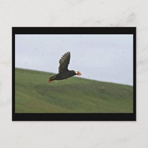 Tuflische Puffin im Flugzeug, Insel Aiktak Postkarte