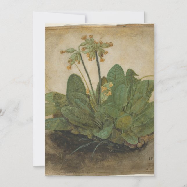 Tuft von Cowslips von Albrecht Durer (Vorderseite)