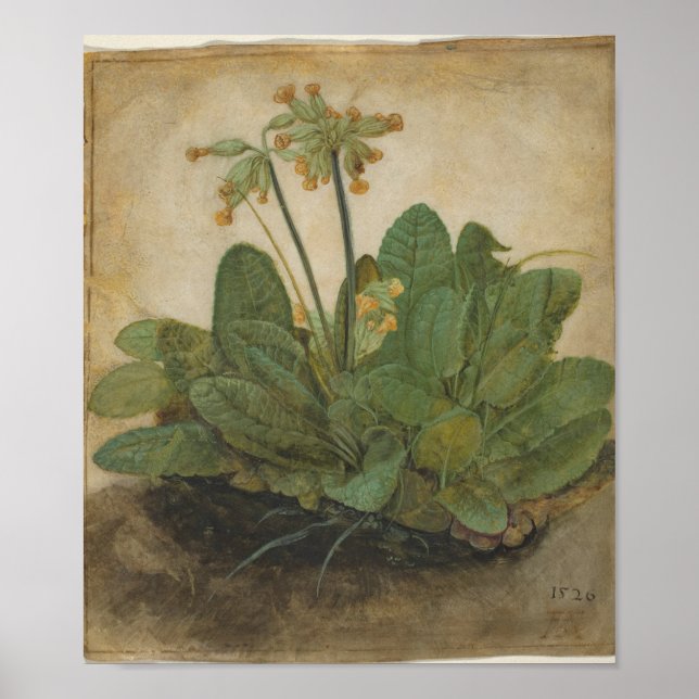 Tuft von Cowslips von Albrecht Durer Poster (Vorne)