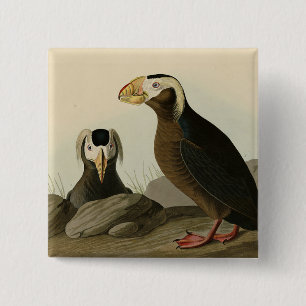 Tufted Auk (Puffin) - Audubons Vögel von Amerika Button