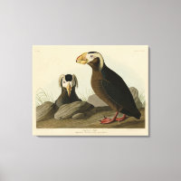 Tufted Auk (Puffin) - Audubons Vögel von Amerika