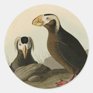 Tufted Auk (Puffin) - Audubons Vögel von Amerika Runder Aufkleber