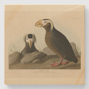 Tufted Auk (Puffin) - Audubons Vögel von Amerika Steinuntersetzer