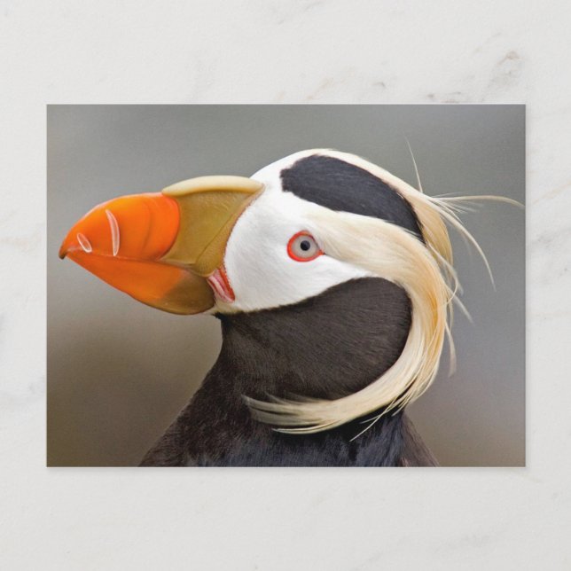 Tufted Puffin (Fratercula cirrhata) Postkarte (Vorderseite)