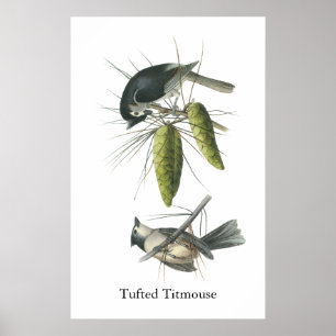 Tufted Titmouse, John Audubon Poster