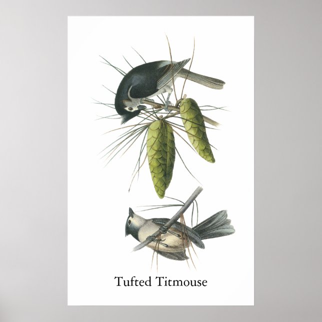 Tufted Titmouse, John Audubon Poster (Vorne)