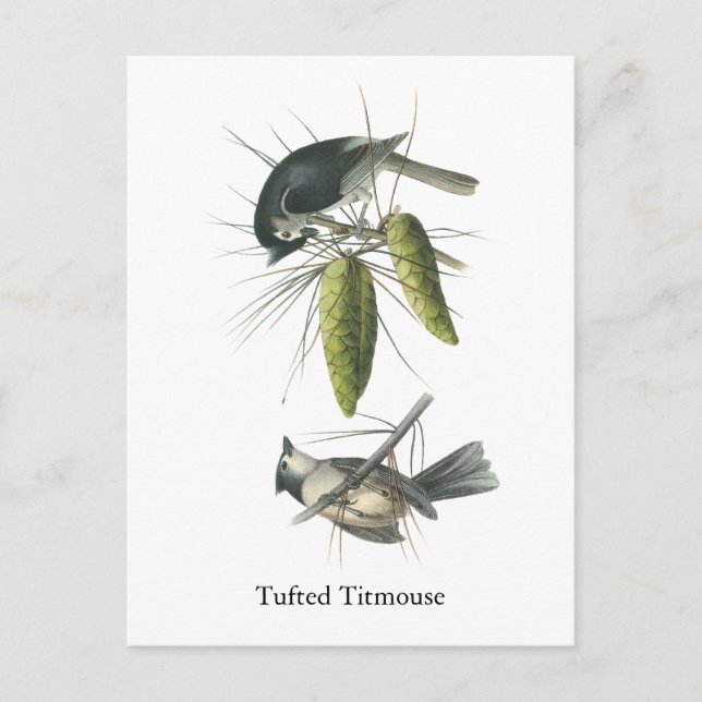 Tufted Titmouse, John Audubon Postkarte (Vorderseite)
