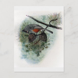 Tufted Titmouse Perched on Pinecone Postkarte