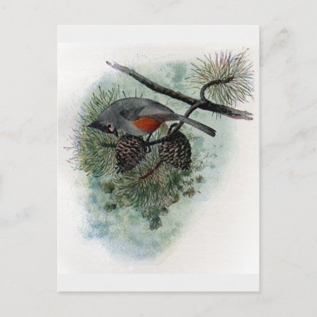 Tufted Titmouse Perched on Pinecone Postkarte (Vorderseite)