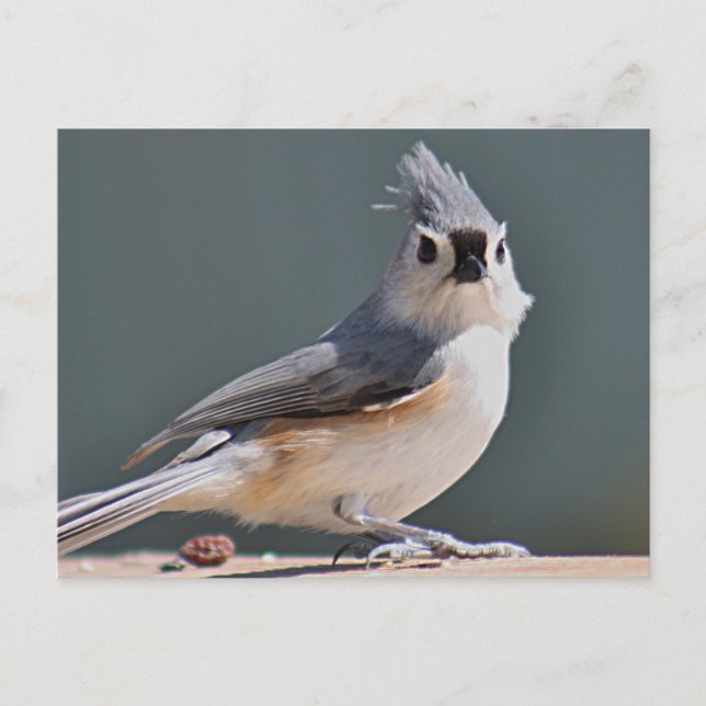 Tufted Titmouse Postkarte (Vorderseite)