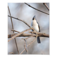 Tufted Titmouse Singing on Branch im Späten Winter