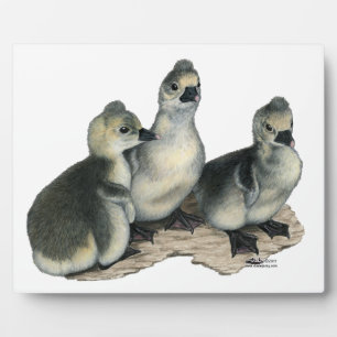 Tufted Toulouse Goslings Fotoplatte