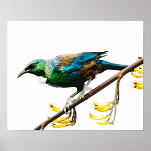 Tui auf Yellow Flax Poster