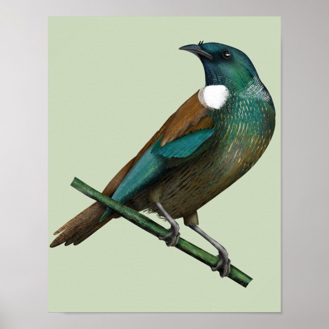 Tui New Zealands Bird Poster (Vorne)