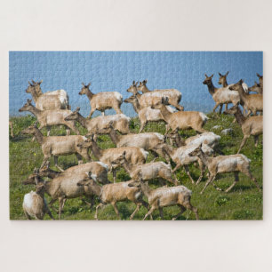 Tule-Elch Point Reyes National Seashore, CA Puzzle