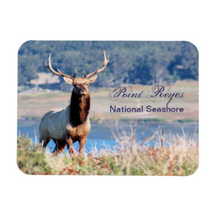 Tule Elch-Reserve-Punkt Reyes Magnet