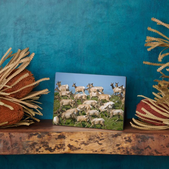 Tule Elk | Point Reyes National Seashore, CA Fotoplatte (Seite)