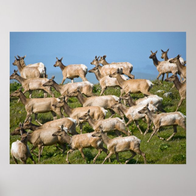 Tule Elk | Point Reyes National Seashore, CA Poster (Vorne)