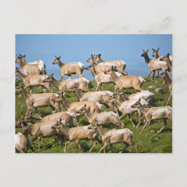 Tule Elk | Point Reyes National Seashore, CA Postkarte (Vorderseite)
