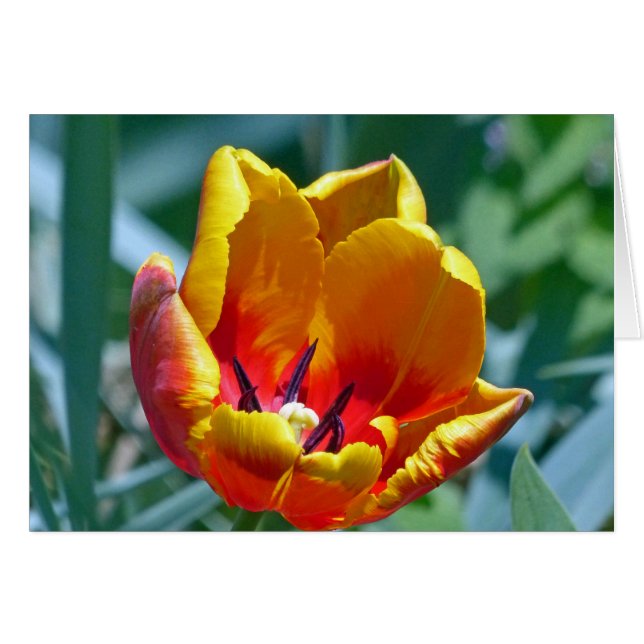 Tulip (Vorderseite (Horizontal))