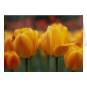 Tulip 2