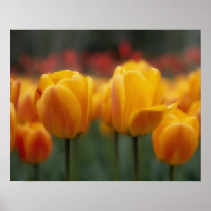 Tulip 2 poster