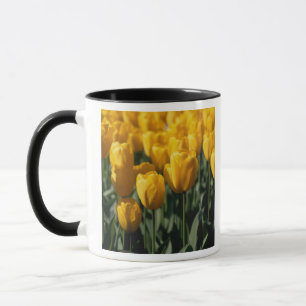 Tulip 3 tasse