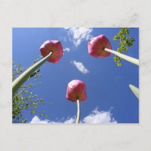 Tulip 3 "Worms eye view" ~ Postcard Postkarte