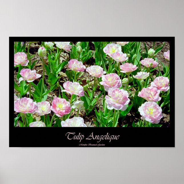 Tulip Angelique Poster (Vorne)