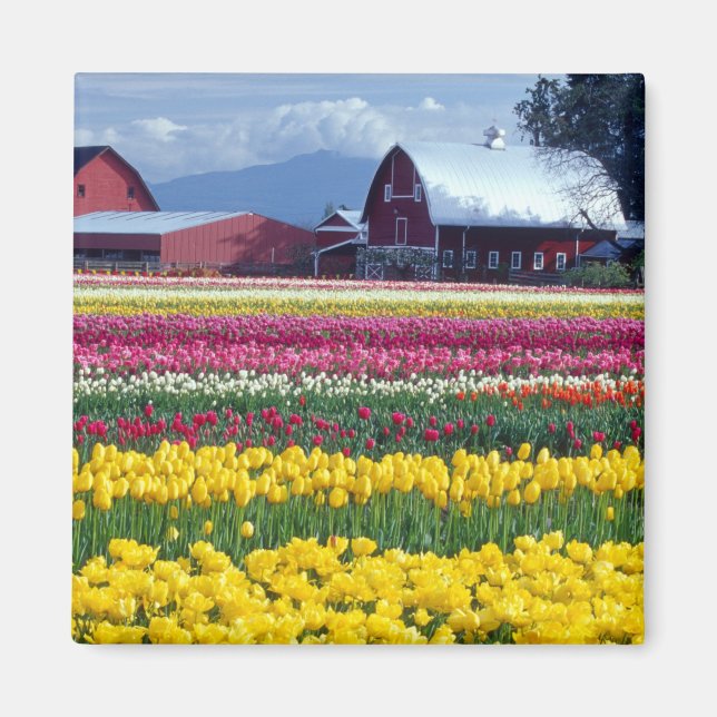 Tulip-Anzeigefeld Magnet (Vorne)