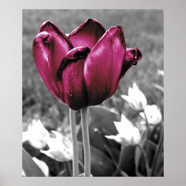 Tulip Art Poster (Vorne)