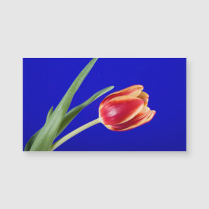 Tulip auf blauem Hintergrund Magnetkarte