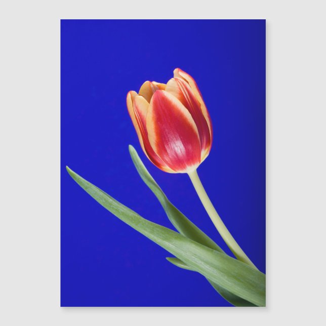 Tulip auf blauem Hintergrund Magnetkarte (Vorderseite)