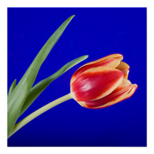Tulip auf blauem Hintergrund Poster