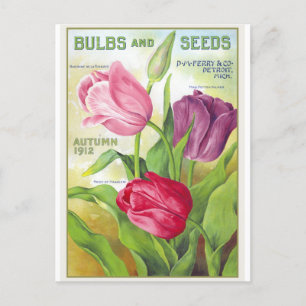 Tulip Blume Botanische Vintage Postkarte